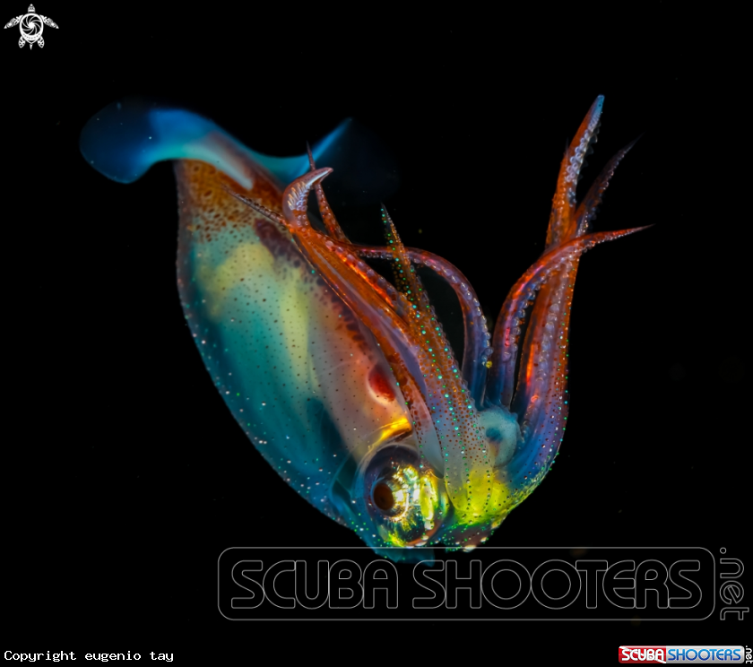 A Reef Squid
