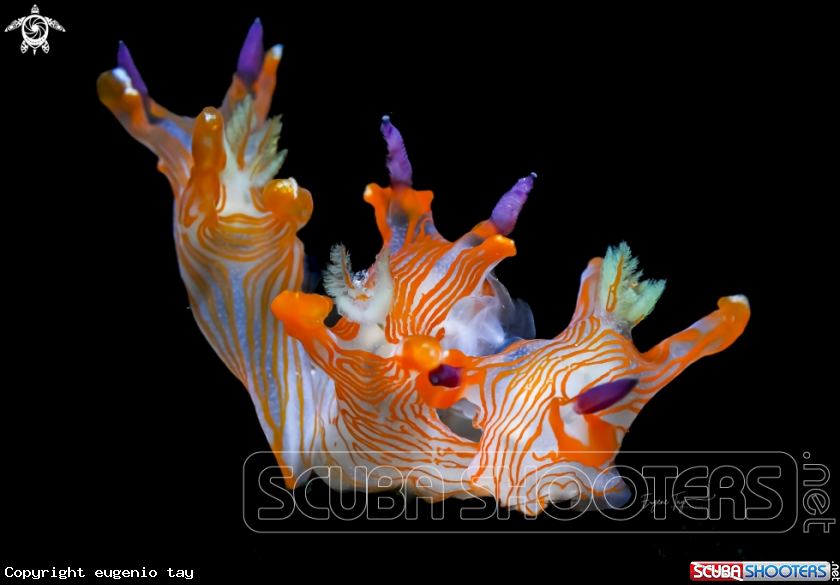 A Pikachu nudibranch