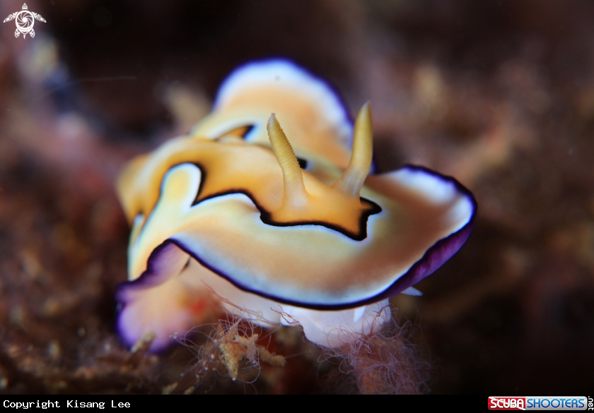 A Nudibranch