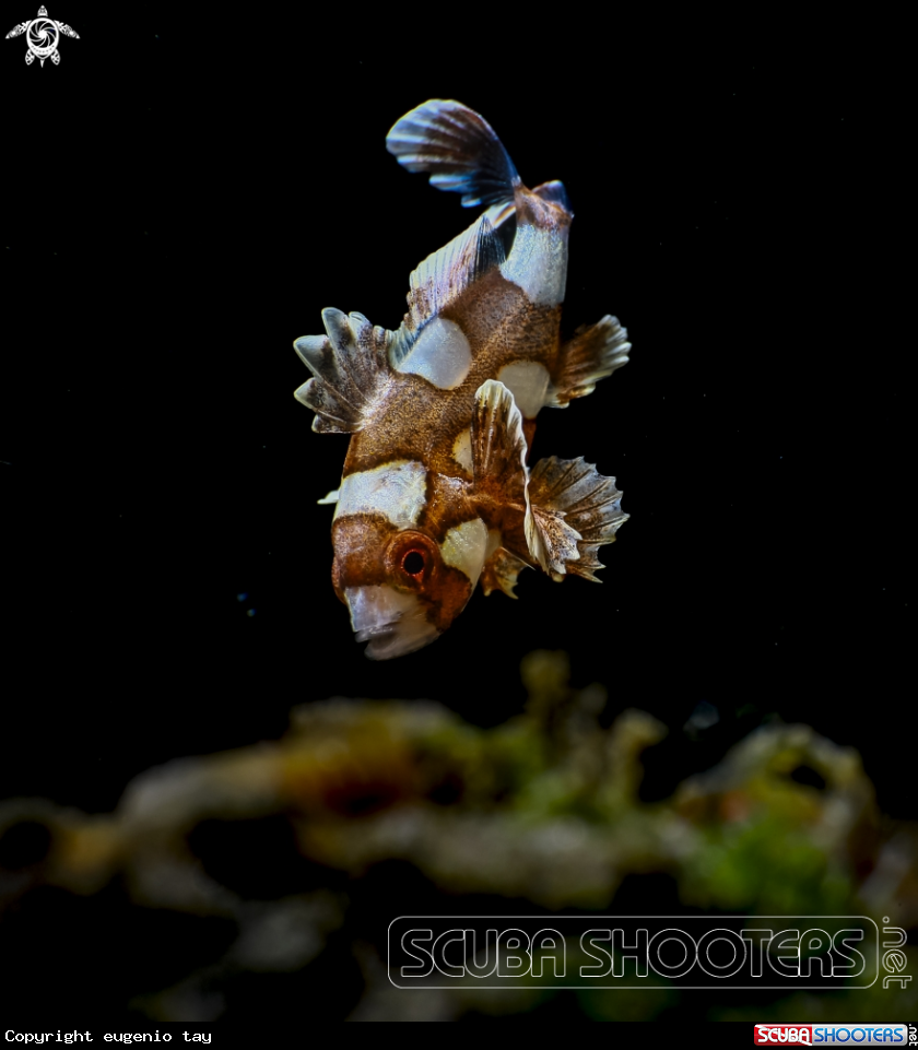 A Juvenile Harlequin Sweetlips