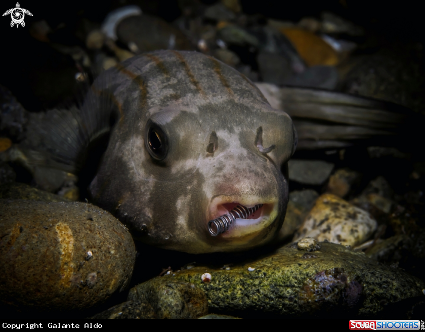 A Narrow Lined Puffer Fish