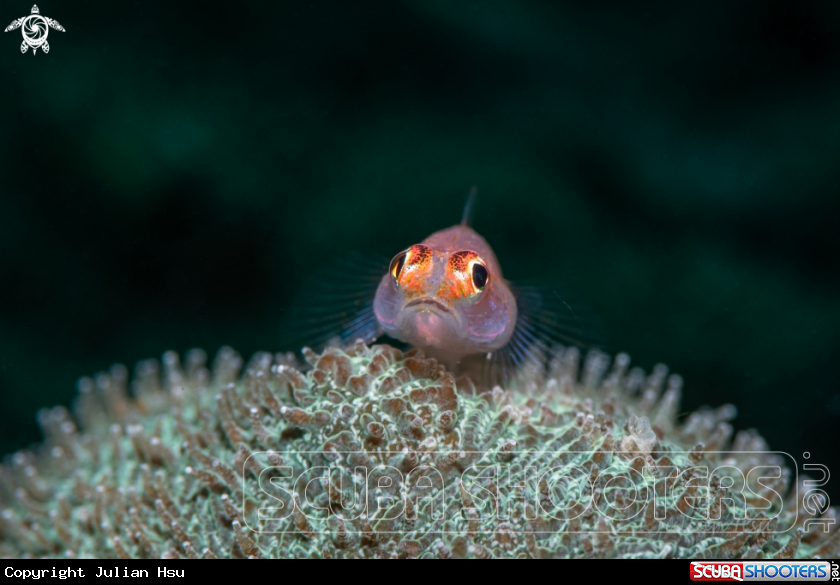 A Goby