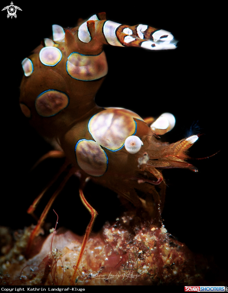 A Dancing Sexy Shrimp 