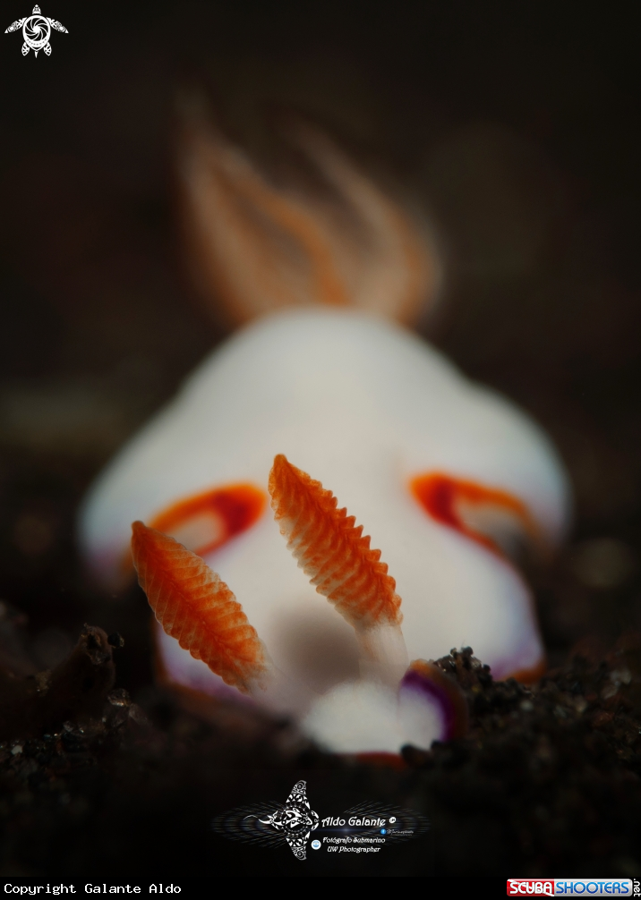 A Nudibranch