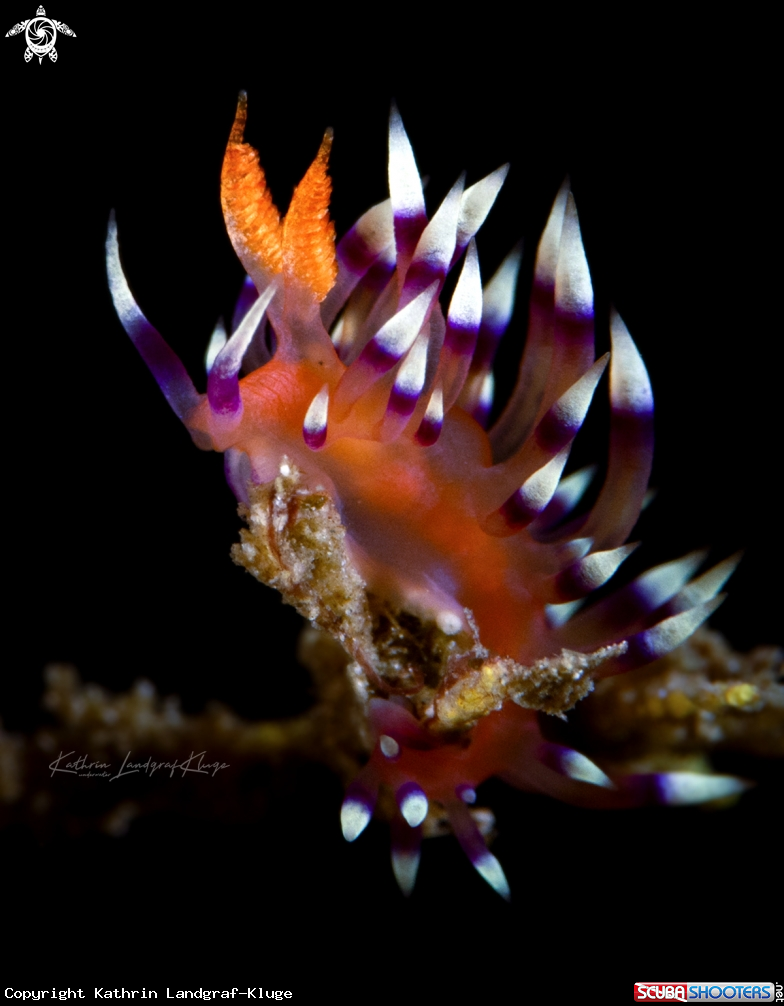 A Flabellina nudibranch 