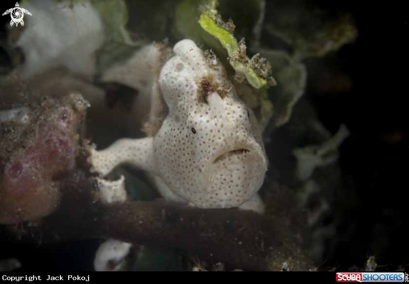 A Painted Frogfish