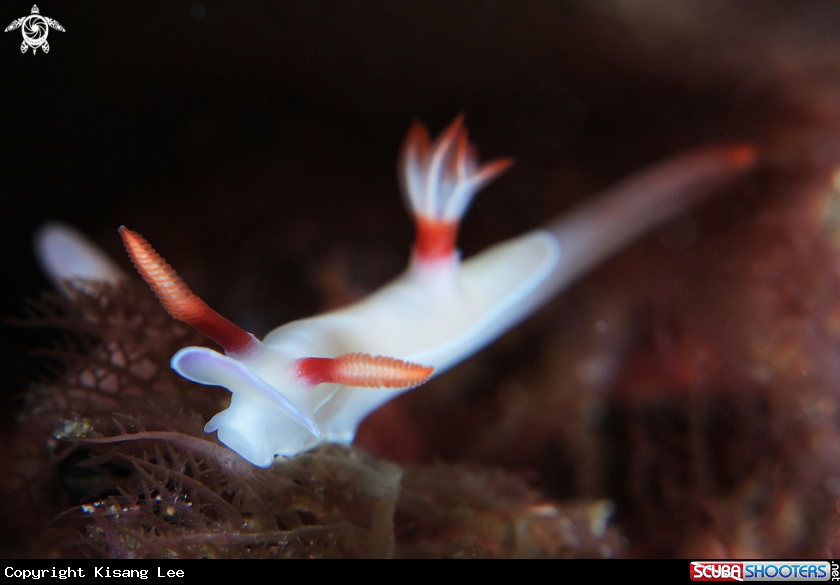 A Nudibranch