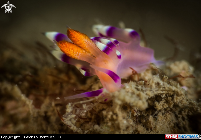 A Coryphellina exoptata nudibranch