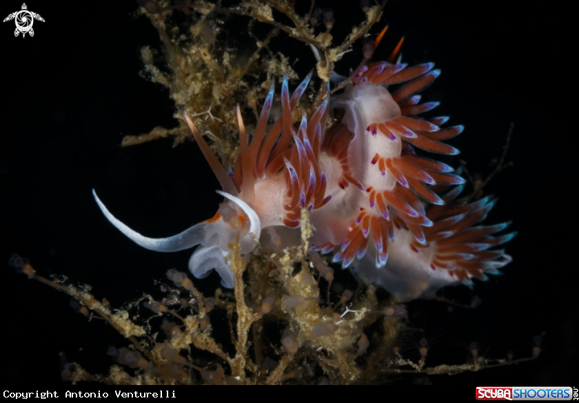 A Cratena nudibranch