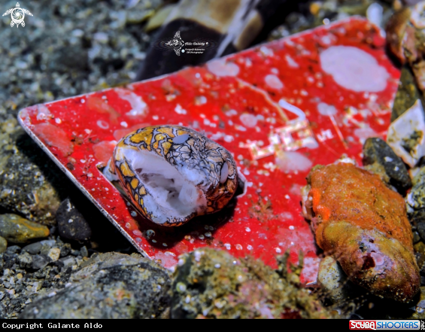 A Napoleon snake eel 