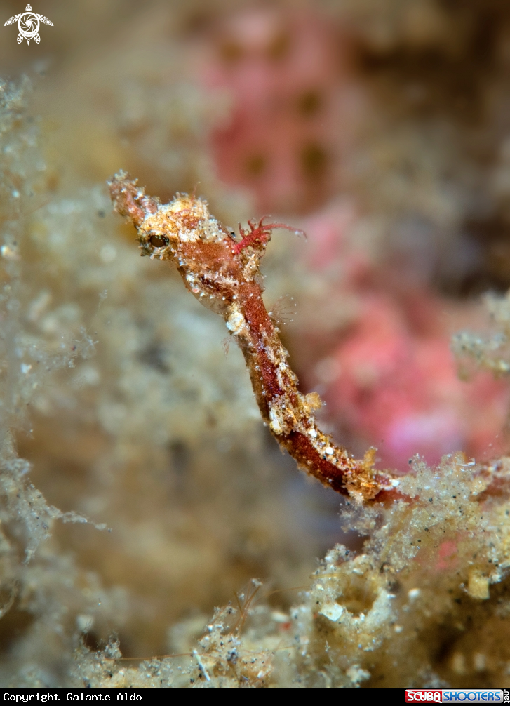 A Pipe Fish