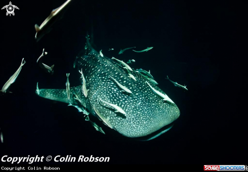 A underwater creature