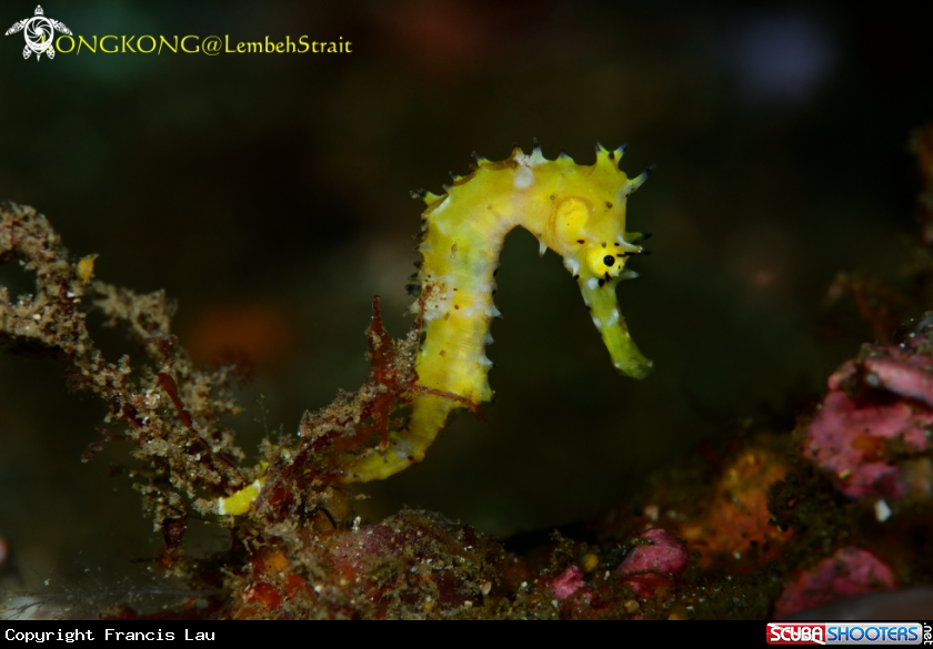 A Common Seahorse