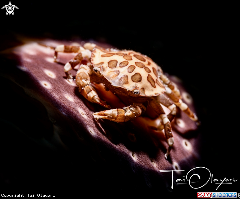 A Harlequin crab