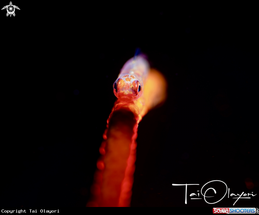 A Whip Coral Goby