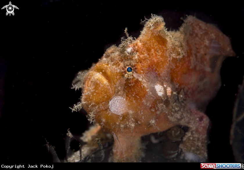 A Warty Frogfish