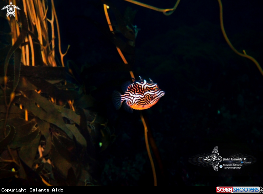 A Shaw's Cowfish