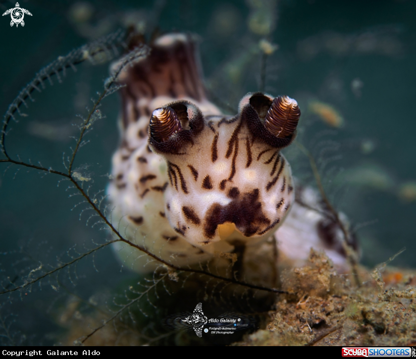 A Nudibranch