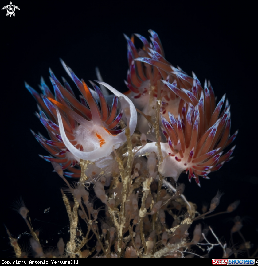 A Cratena nudibranch 