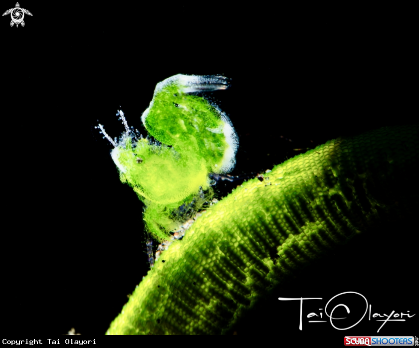 A Algae shrimp