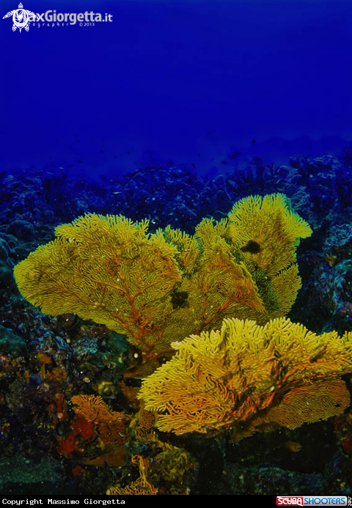 A gorgonie big