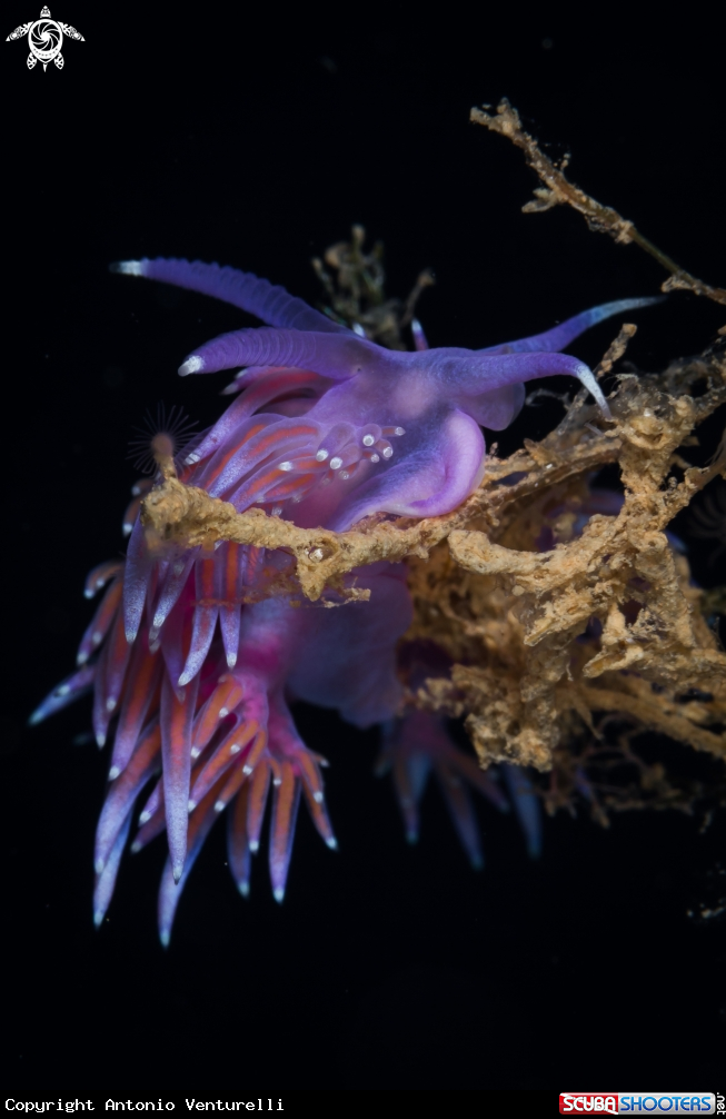 A Flabellina nudibranch