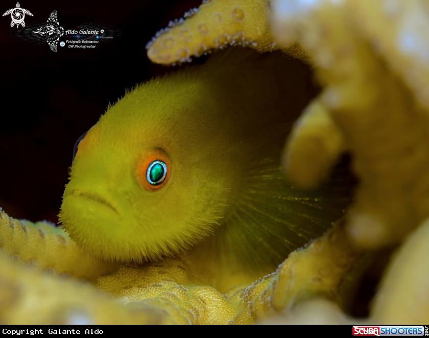 A Emerald Eyes Coral Goby