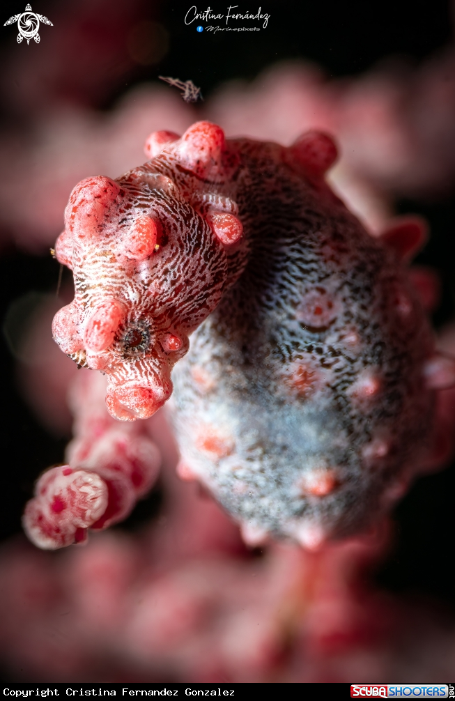 A Pygmy seahorse