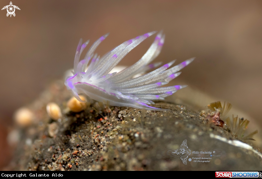 A Purple-line Unidentia (20mm)