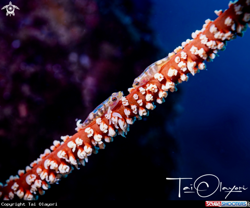 A Whip coral goby