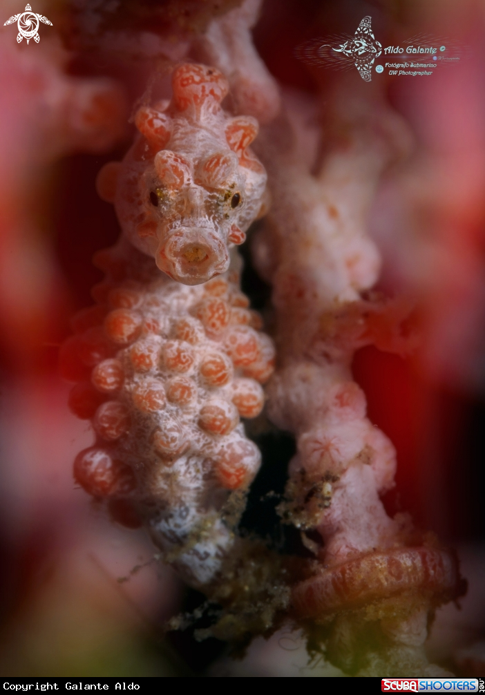 A Pygmy Seahorse