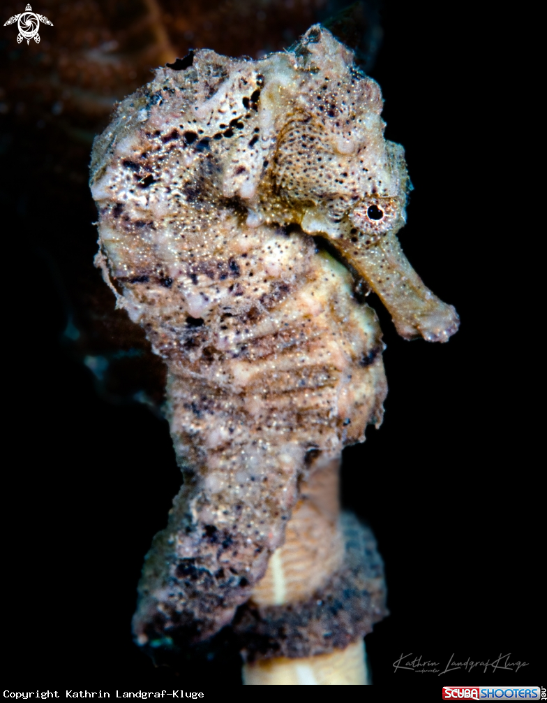 A Beautiful Seahorse 