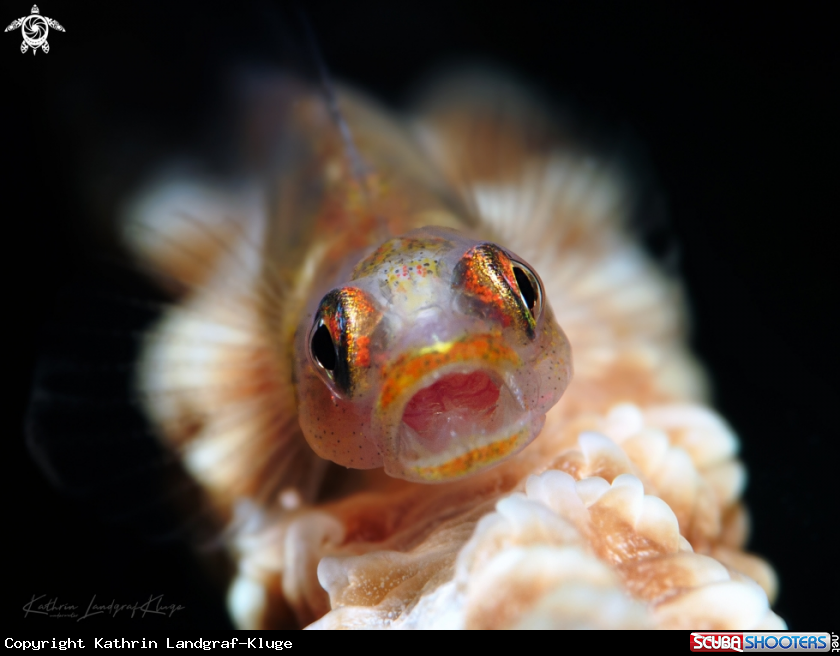 A Wire Coral Goby 