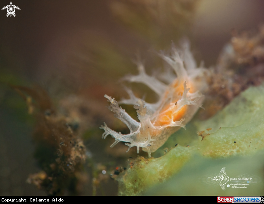 A Sea Slug (Less than 10 mm)