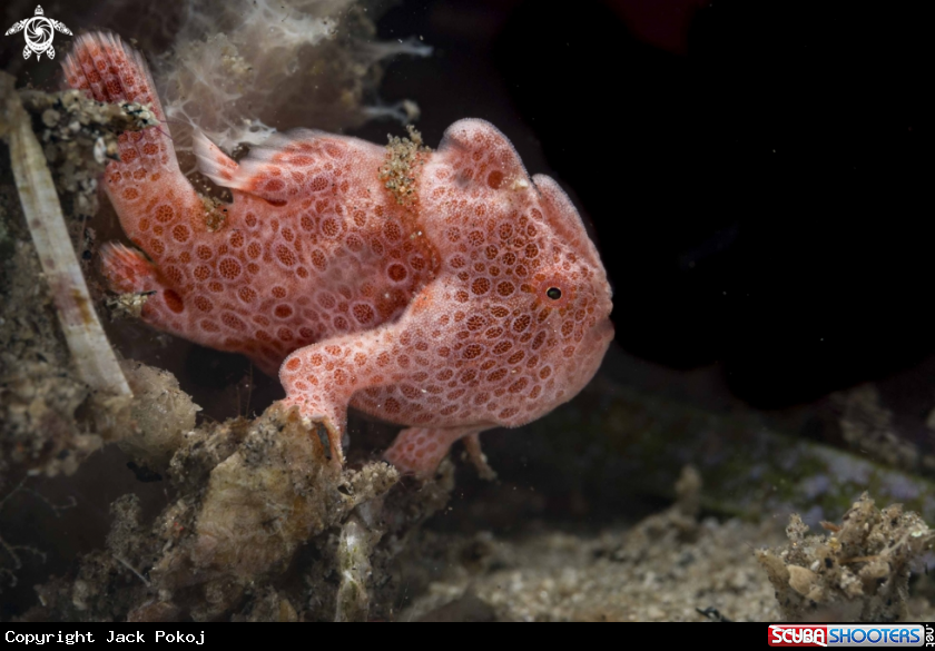 A Painted Frogfish