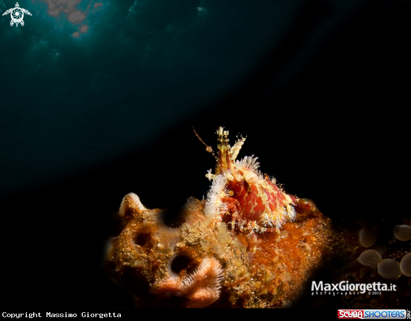 A Marble shrimp