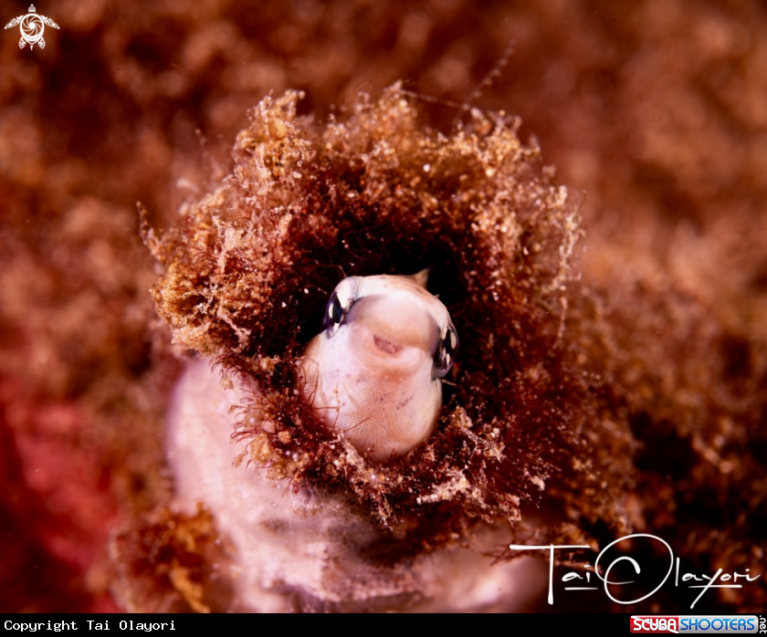 A Bluestriped Fangblenny