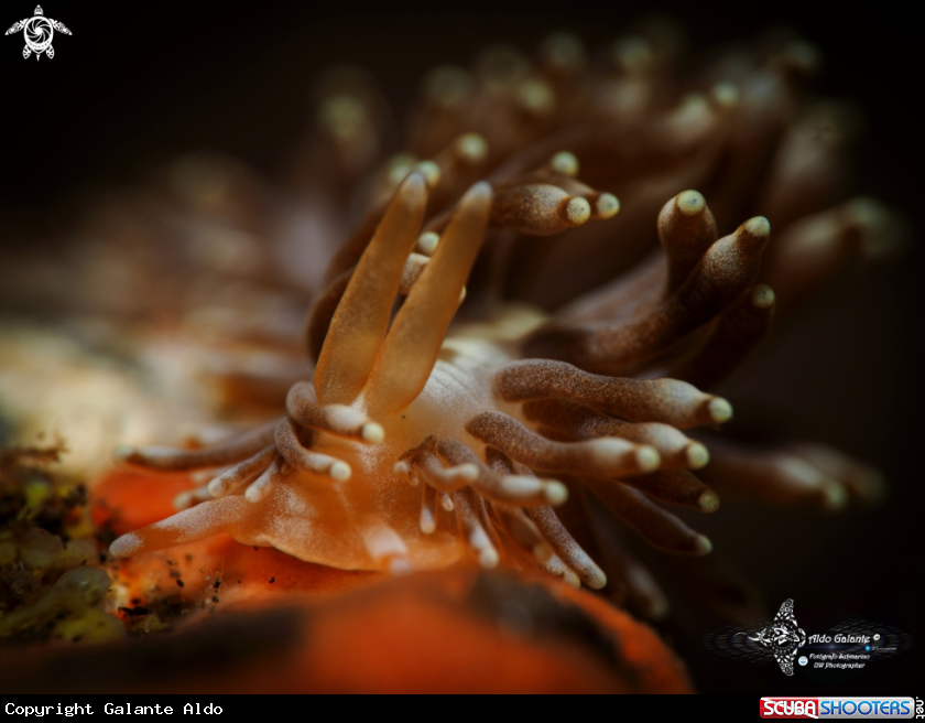 A Nudibranch