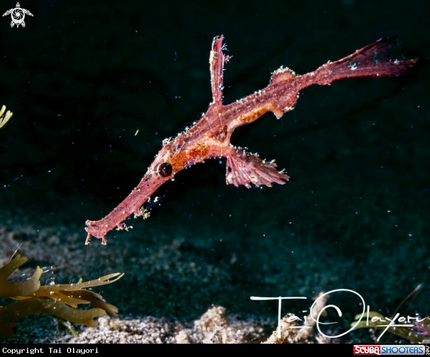 A Ghost pipefish