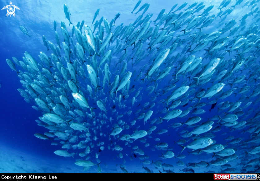 A School of Jack