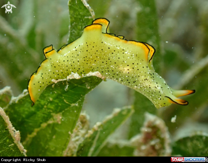 A Sea Slug