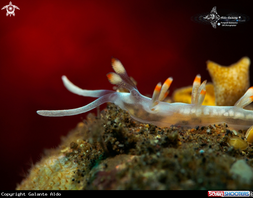 A Flabellina Bicolor - Aeolid Nudibranch (15 mm/0.59 Inch)