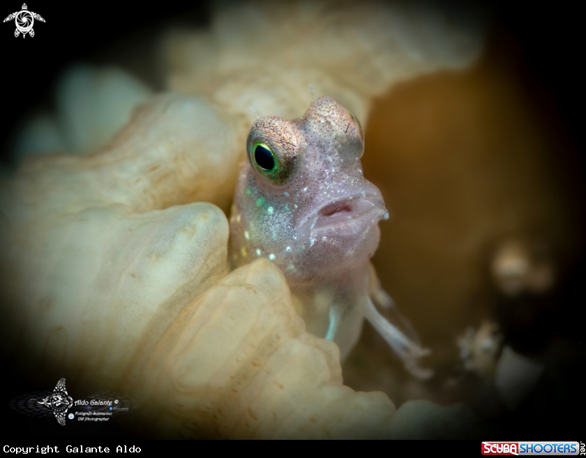 A Blenny