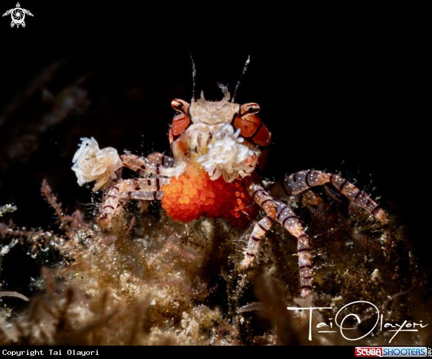 A Mosaic Crab