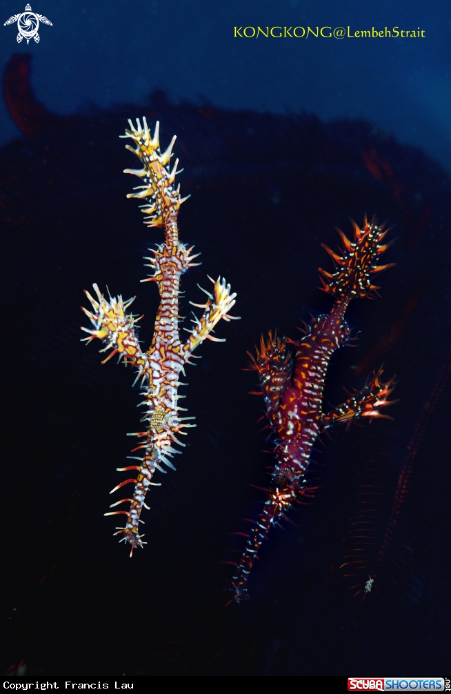 A Ornate Ghost Pipefish