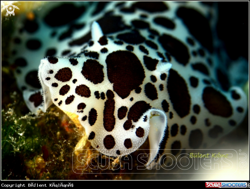 A Nudi