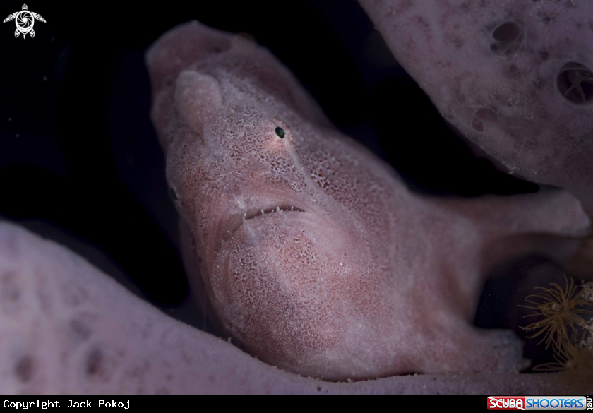 A Giant Frogfish