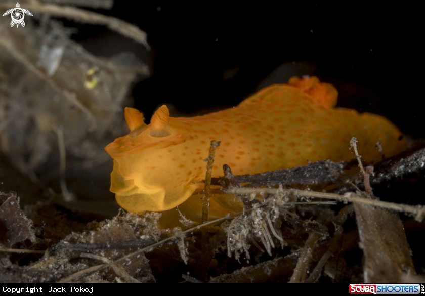 A Gymnodoris inornata