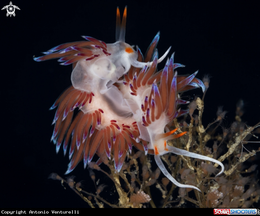 A Cratena nudibranch 