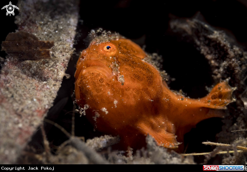 A Painted Frogfish